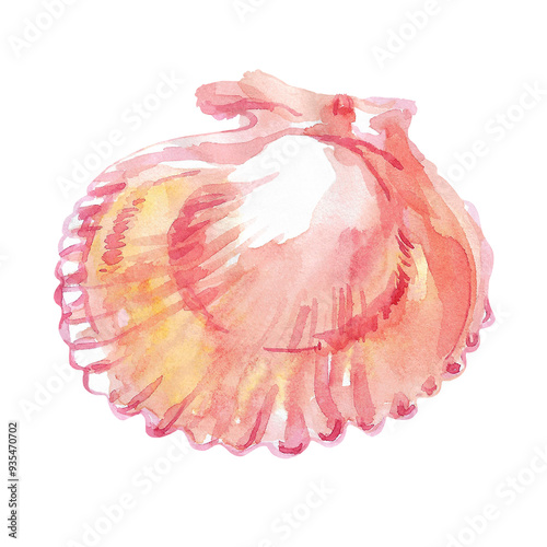 Scallop, bivalve marine mollusk, grooved shell in watercolor. Red Scallop, Calico Scallop, Argopecten Gibbus. This shell's side is concave in shape. Circular shaped with radiating ribs and two small photo