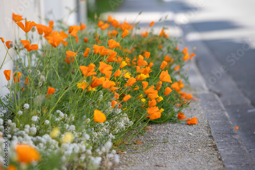 Gros plan d'un parterre de fleur d'eschscholtzia (Pavot de Californie) avec de l'Alysson maritime (Lobularia maritima) sur un trottoir. Mélange de fleurs de couleur orange vif et blanche. photo