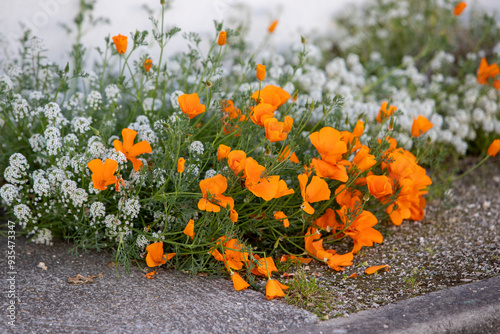 Gros plan d'un parterre de fleur d'eschscholtzia (Pavot de Californie) avec de l'Alysson maritime (Lobularia maritima) sur un trottoir. Mélange de fleurs de couleur orange vif et blanche. photo