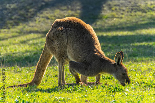 Graceful kangaroo in its natural habitat, captured in a moment of calm and poise, showcasing the iconic wildlife of Australia