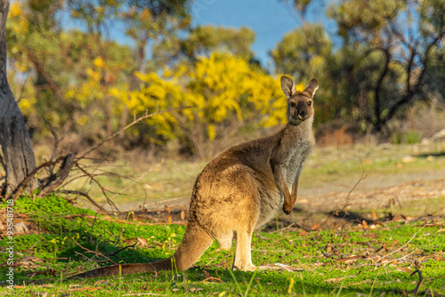 Graceful kangaroo in its natural habitat, captured in a moment of calm and poise, showcasing the iconic wildlife of Australia