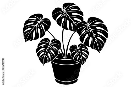 Silhouette of a monstera deliciosa plant in a pot