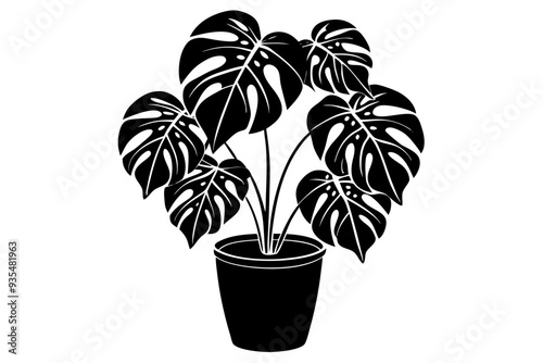 Silhouette of a monstera deliciosa plant in a pot
