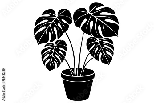 Silhouette of a monstera deliciosa plant in a pot