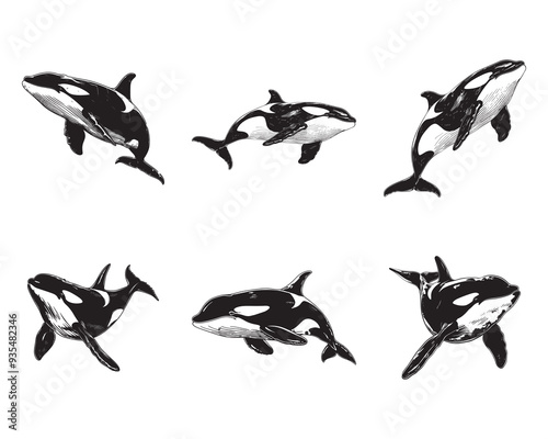 Set of killer whale vector illustrations - hand drawn killer whale - black and white killer whale isolated on white background
