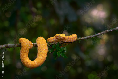 Yellow snake. Poison danger viper snake from Costa Rica. Yellow Eyelash Palm Pitviper, Bothriechis schlegeli, on red wild flower. Wildlife scene from tropic forest. Wildlife.