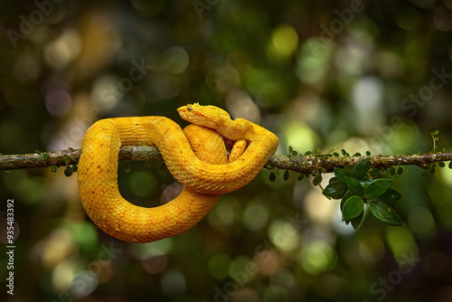 Yellow snake. Poison danger viper snake from Costa Rica. Yellow Eyelash Palm Pitviper, Bothriechis schlegeli, on red wild flower. Wildlife scene from tropic forest. Wildlife. photo