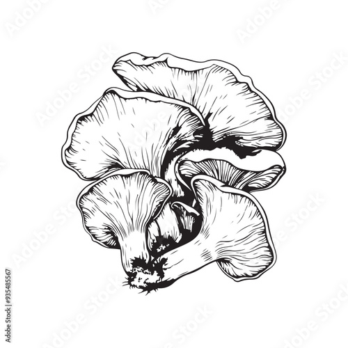 Oyster mushrooms vector design isolated on white background - black and white illustration oyster mushrooms