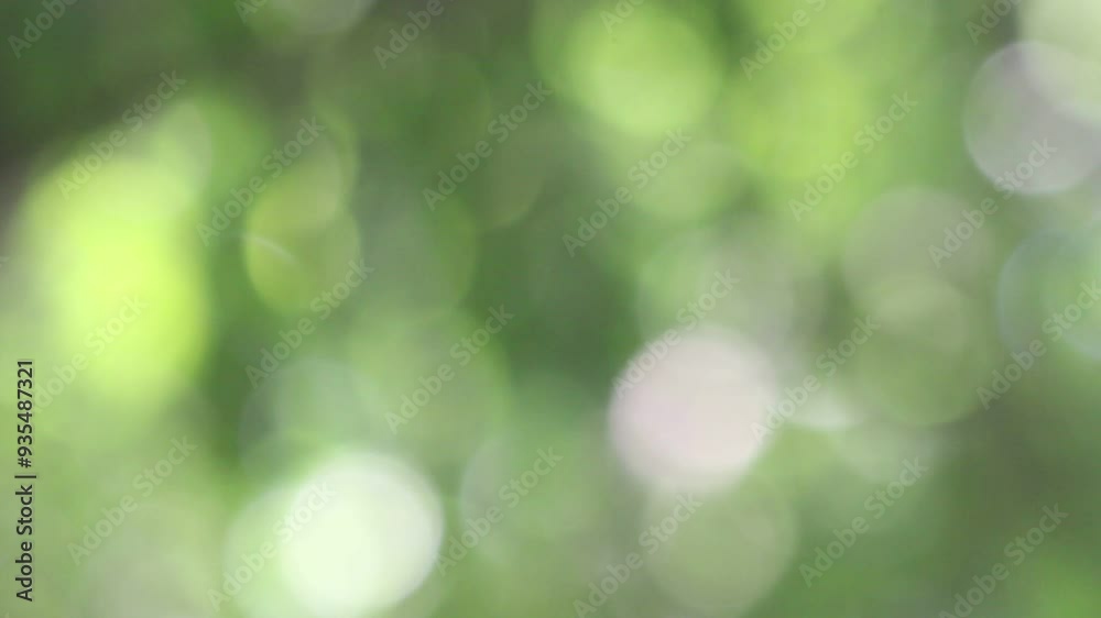 Sunrise Through Foliage Creating Soft Green and White Bokeh Sunrise Through Foliage Creating Soft Green and White Bokeh