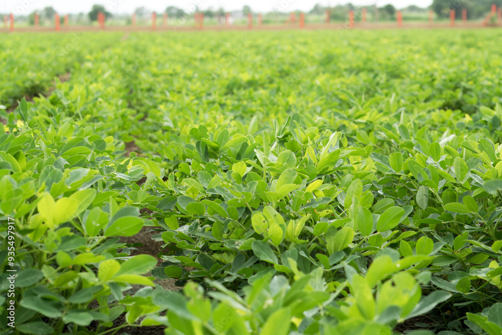 Flourishing Green Peanut Farm in Rural Agricultural Terrain Flourishing Green Peanut Farm in Rural Agricultural Terrain
