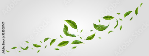 Fresh green citrus leaves on white background. Organic, eco, vegan design. Background with flying green spring leaves. Vector illustration