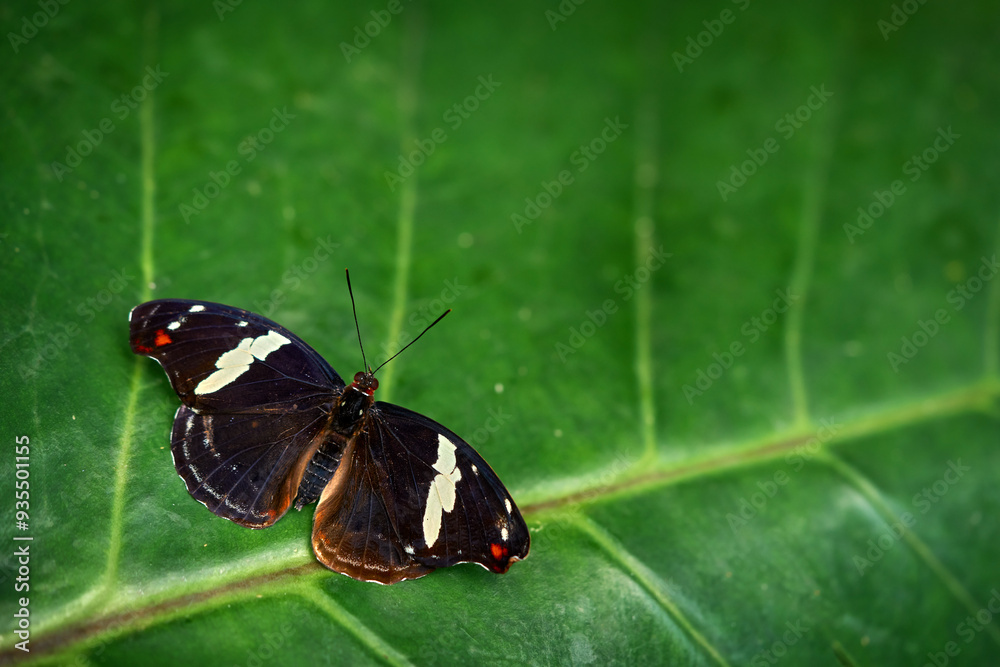 Catonephele numilia, blue-frosted banner, butterfly in the nature habitat, Costa Rica. Beautiful insect sitting on the green leave in the tropic forest. Wildlife Costa Rica, butterfly. Catonephele numilia, blue-frosted banner, butterfly in the nature habitat, Costa Rica. Beautiful insect sitting on the green leave in the tropic forest. Wildlife Costa Rica, butterfly.