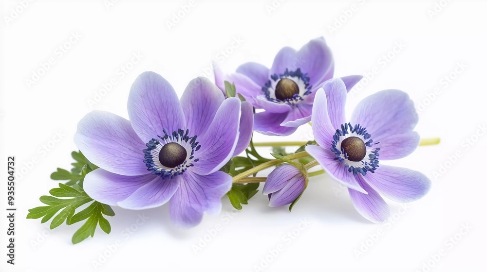 Anemone flowers lying down on white background which is very beautiful Anemone flowers lying down on white background which is very beautiful