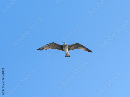 a cute seagull in the sky