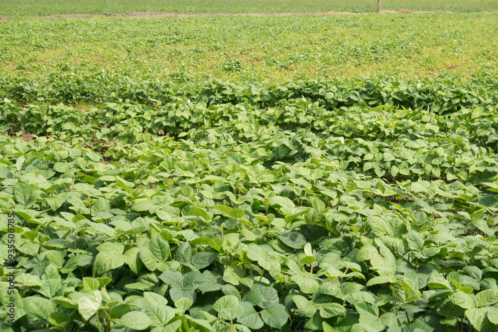 Lush Mung Bean Field in Full Blossom - Eco-Friendly Agriculture and Sustainable Farming Practices Lush Mung Bean Field in Full Blossom - Eco-Friendly Agriculture and Sustainable Farming Practices