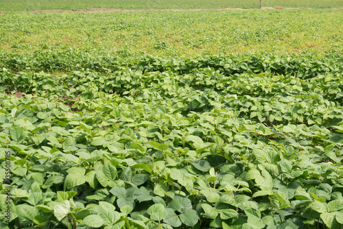 Lush Mung Bean Field in Full Blossom - Eco-Friendly Agriculture and Sustainable Farming Practices