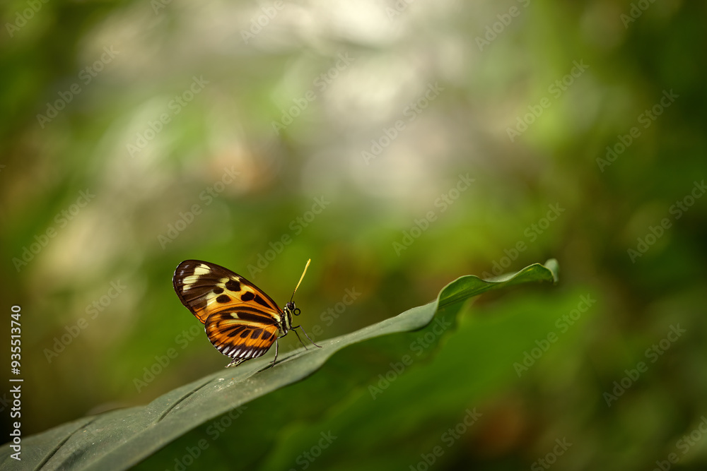 Obraz premium Heliconius ismenius, butterfly in nature habitat. Nice insect from Costa Rica in the green forest. Butterfly sitting on the leave from Panama. Wildlife in the forest, tropic nature.