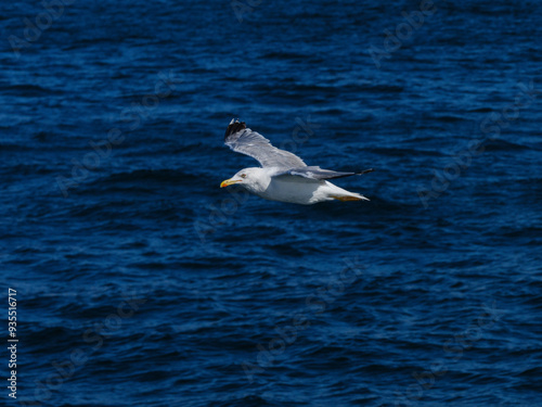 a beautiful seagull flying over the sea