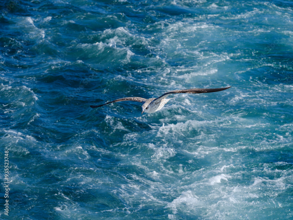 Obraz premium a beautiful seagull flying over the sea