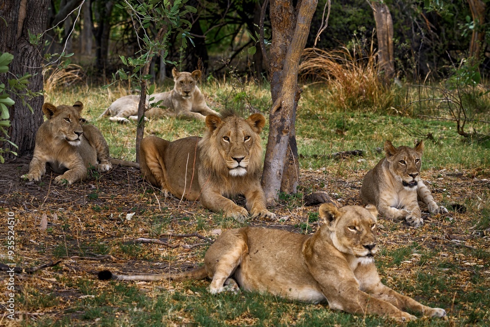 Fototapeta premium Lions, Khwai river, Botswana in Afica. Big cats family in the nature habitat, Botswana nature. Animal behavior in nature. Lion