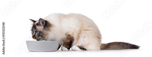 Canvas Print Handsome Sacred Birman cat, sitting side ways with grey food bowl