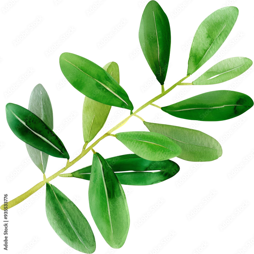 Naklejka premium watercolor olive branch clipart illustration for peace day, harmony, and unity png