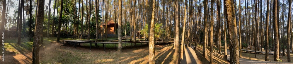 Panoramic view of pine tree forest in an outdoor park Panoramic view of pine tree forest in an outdoor park