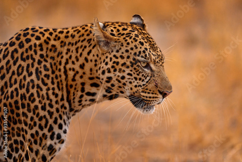 Photography Wildlife nature