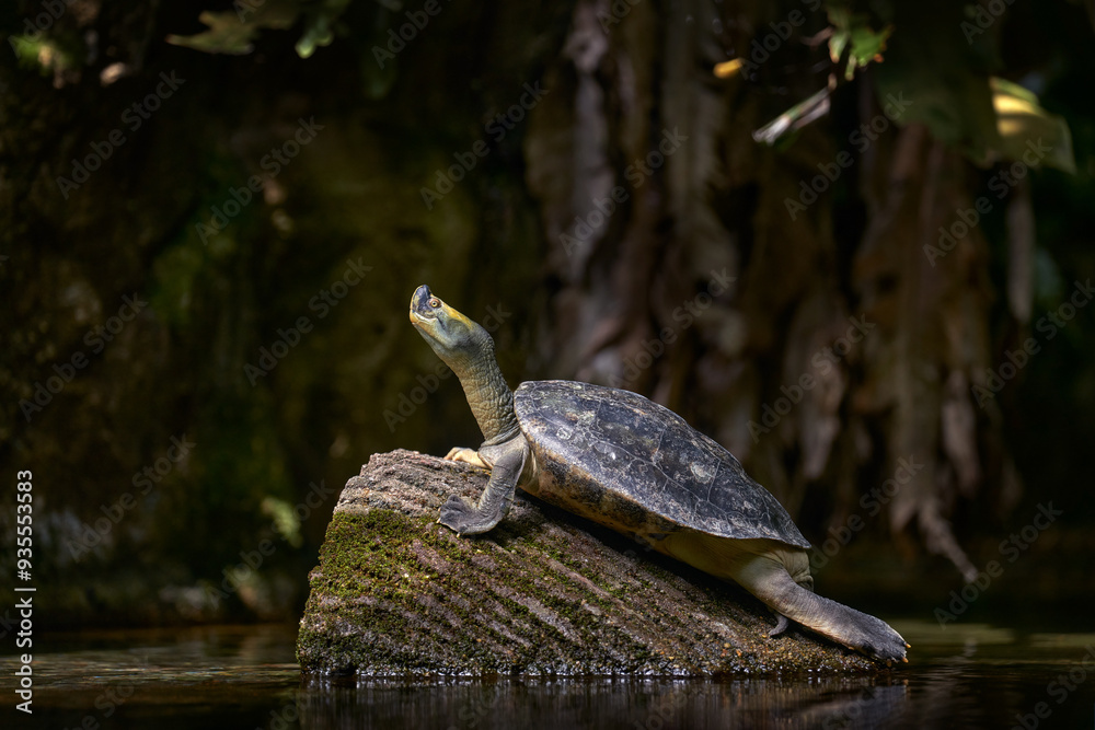 Obraz premium Burmese Roofed Turtle, Batagur trivittata, endemic in tivers in Myanmar, Asia. Tortoise in the water tree trunk, Batagur trivittata, in the nature habitat, Asia wildlife.