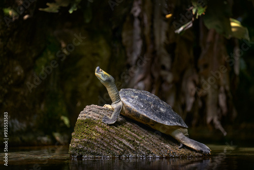 Burmese Roofed Turtle, Batagur trivittata, endemic in tivers in Myanmar, Asia. Tortoise in the water tree trunk, Batagur trivittata, in the nature habitat, Asia wildlife. photo