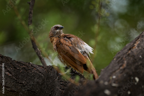 Hartlaub's babbler, Turdoides hartlaubii, young grey brown bird on the tree trunky in the forest, Maun, Boutswana. Africa bird wildlife.  Bird with red eyes, in the green grass. Africa. photo