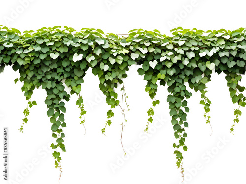 Green leaves Javanese treebine or Grape ivy (Cissus spp.) jungle vine hanging ivy plant bush isolated on transparent background with clipping path.
 #935565964