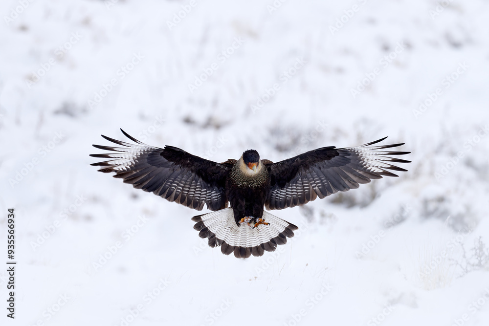 Naklejka premium Patagonia winter. Southern Caracara plancus, in morning light. Bird of prey stitting on stone. Wildlife scene from nature, South America, Torres del Paine NP, Chile. Wildlife, bird behaviour. Snow.