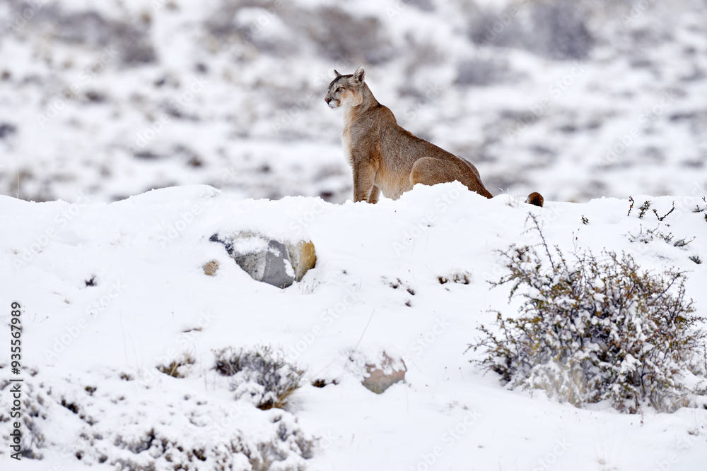 Obraz premium Wild puma nature winter habitat with snow, Torres del Paine, Chile. Big cat Cougar, Puma concolor, Snow mountain light and dangerous animal. Wildlife nature, puma carcass.