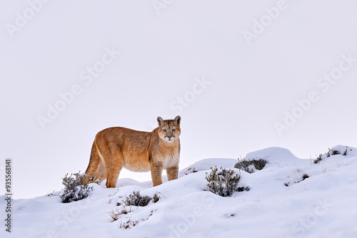 Canvas Print Find the wild puma in the nature habitat