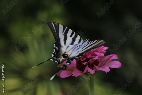 butterfly on flower