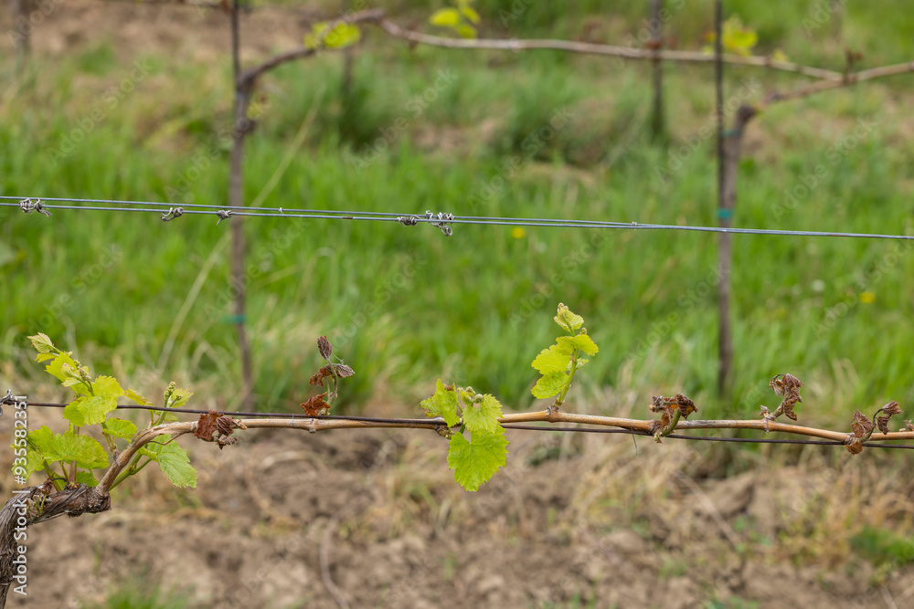 Spring vineyard damaged by heavy frost (brown parts are dead), vineyard where there will be very little harvest, Southern Moravia, Czech Republic Spring vineyard damaged by heavy frost (brown parts are dead), vineyard where there will be very little harvest, Southern Moravia, Czech Republic