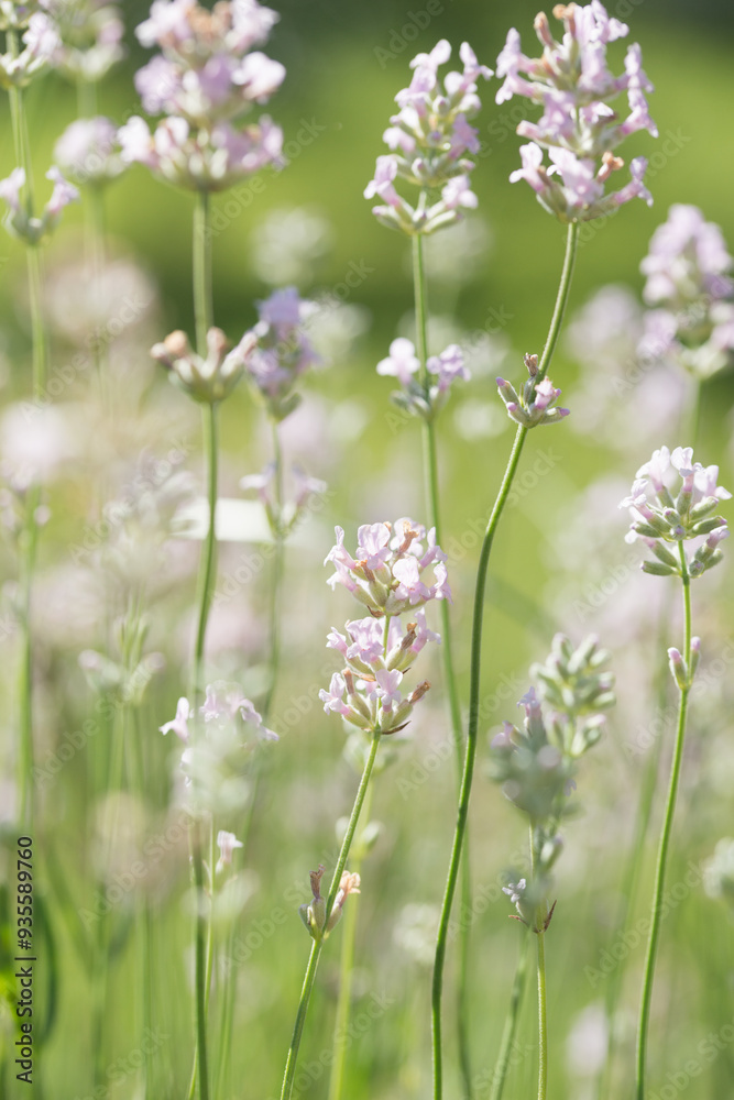 Beautiful white lavender in the garden in summer Beautiful white lavender in the garden in summer