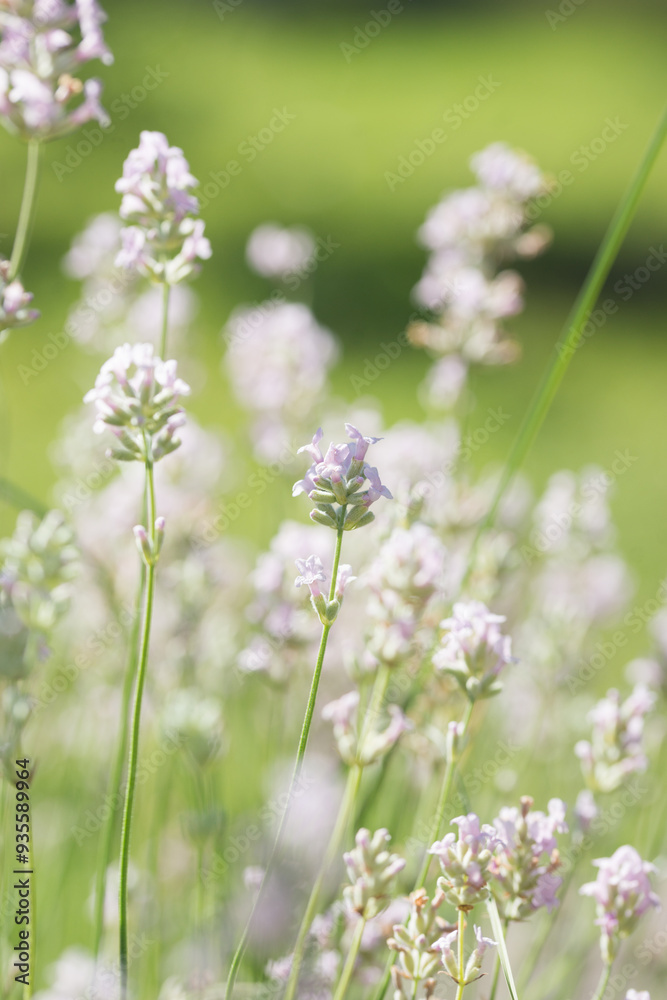 Beautiful white lavender in the garden in summer Beautiful white lavender in the garden in summer