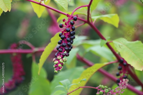 Phytolacca decandra, indian pokeweed ripening black fruits on branches. photo