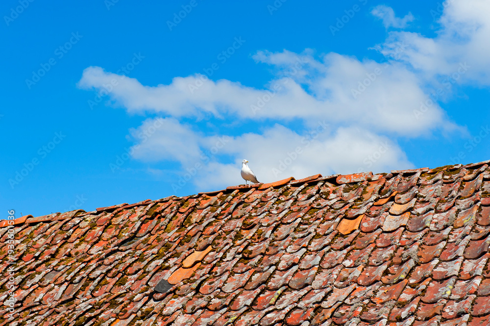 Seagull sitting on the roof on the blue sky background Seagull sitting on the roof on the blue sky background