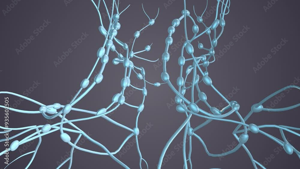 The human body contains lymph nodes