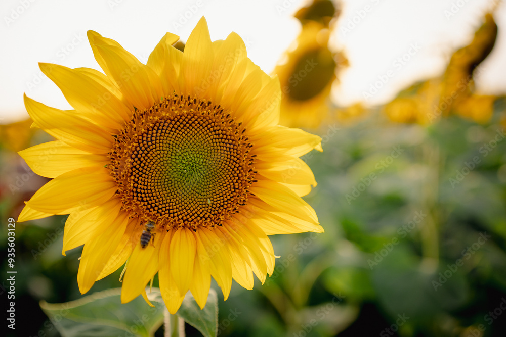 Obraz premium Close up of bee flying over full bloom sunflower plant at sunset with sun rays passing through bright yellow petal of blooming flower in summer season before harvest.