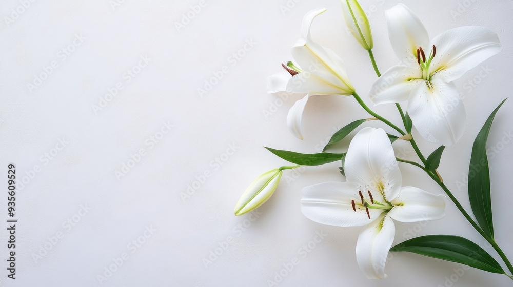 Obraz premium White Lilies on White Background