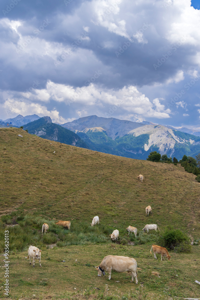 Obraz premium Sheep in typical landscape near Portillo de Eraize and Col de la Pierre St Martin, Spanish French border in the Pyrenees, Spain