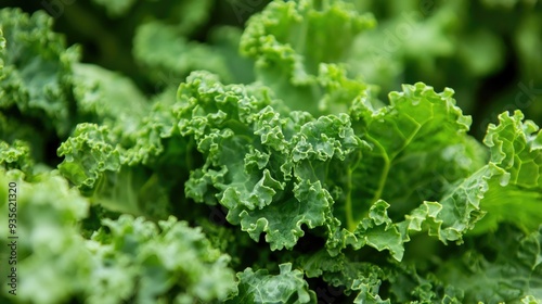 A close-up of green kale leaves, fresh and healthy, ready to be added to a salad