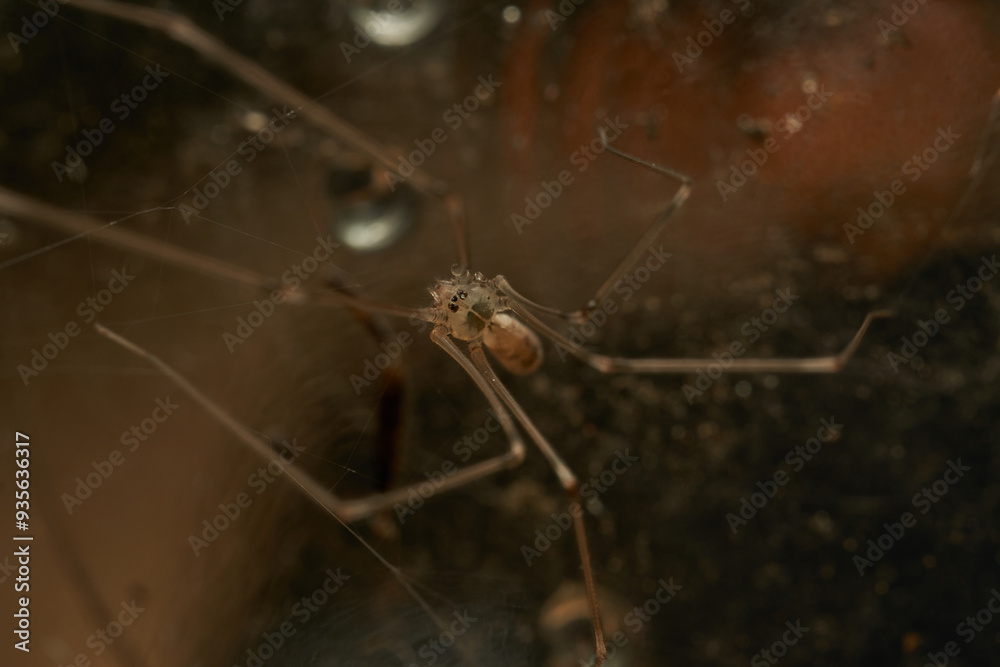 Fotografie a spider with thin and long brown legs