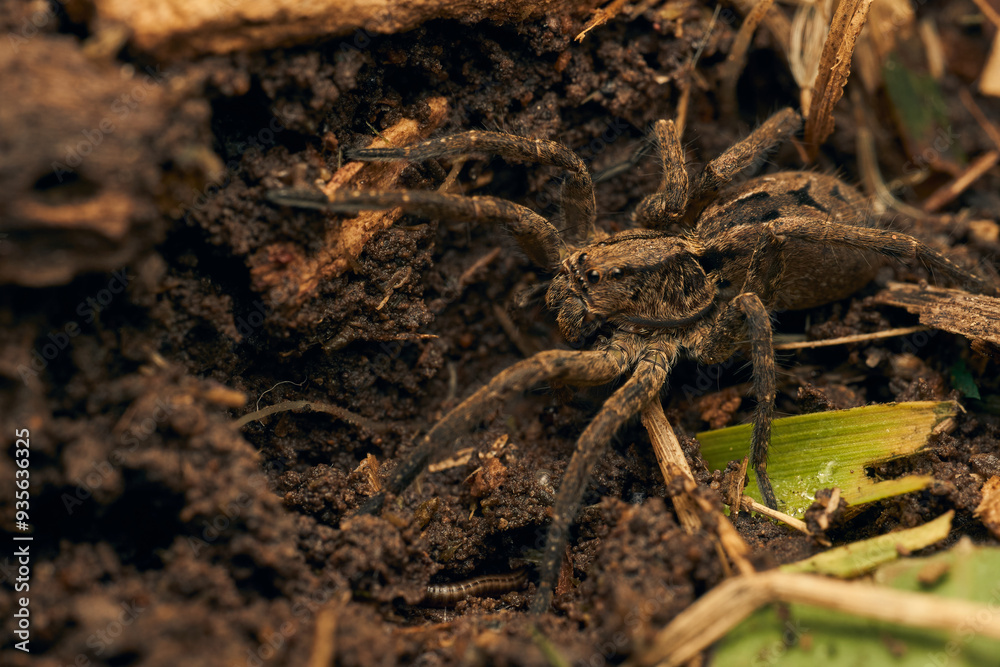a spider with a hundred feet passing underneath a spider with a hundred feet passing underneath