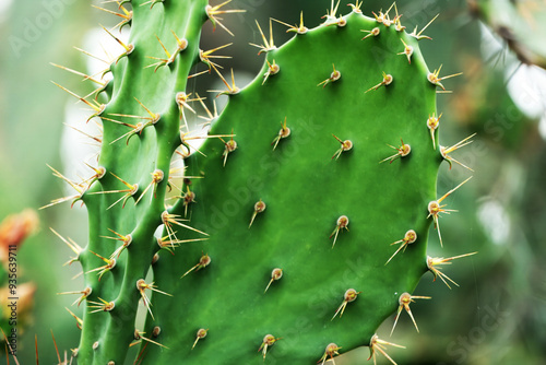 A close-up view of a cactus plant showcasing its numerous sharp spikes against a blurred background