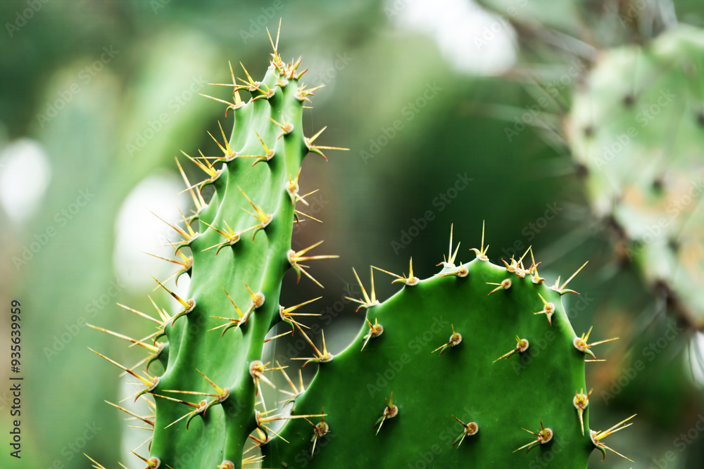 Close-up image of a cactus featuring an abundance of sharp spikes, emphasizing its intricate details and structure Close-up image of a cactus featuring an abundance of sharp spikes, emphasizing its intricate details and structure